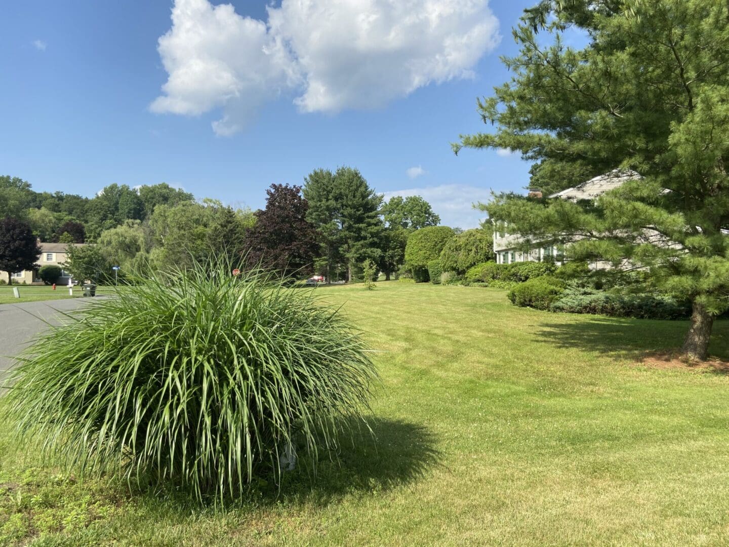 A grassy area with trees and bushes in the background.