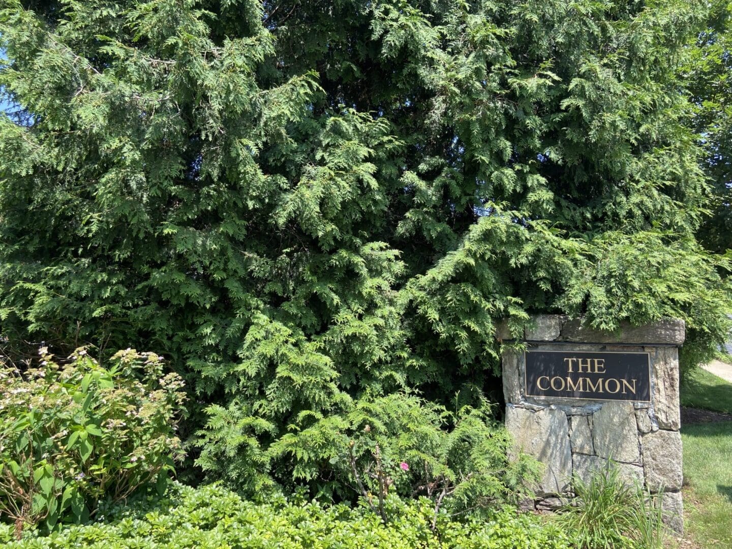 A sign that says the common in front of some trees.