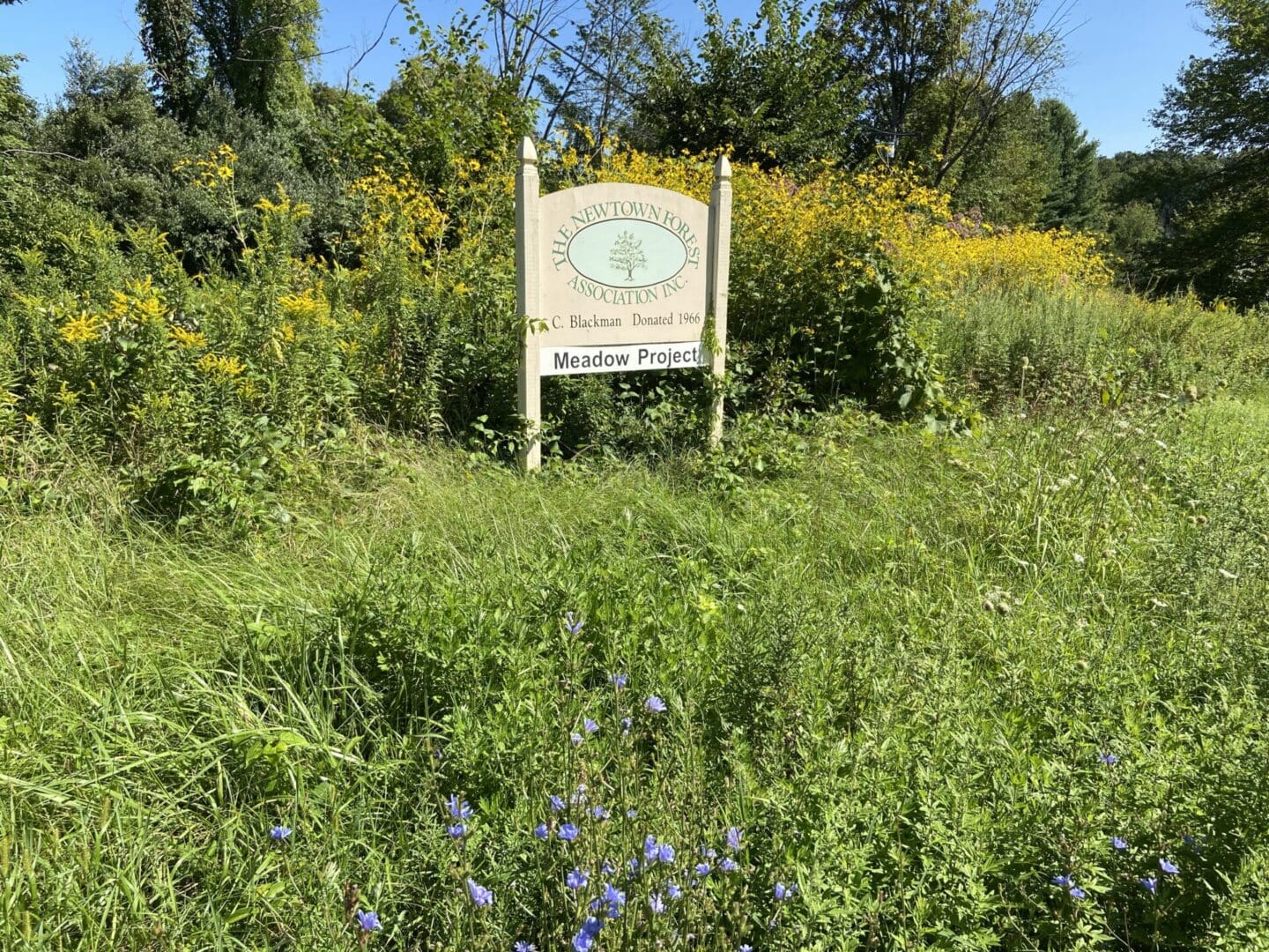 A sign sits in the middle of a field of wildflowers.