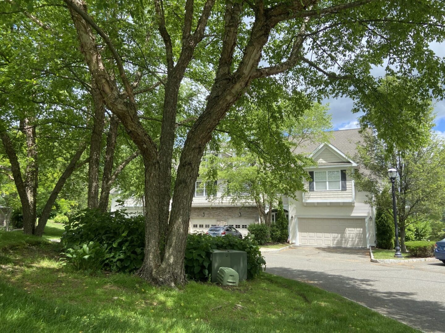 Townhouses nestled under leafy trees.