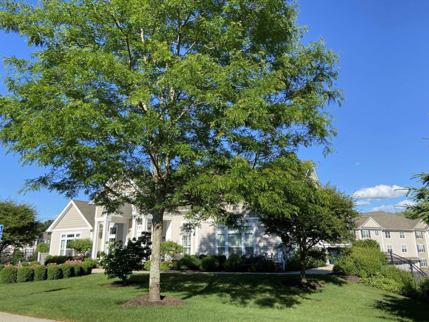 Large tree in front of a house.