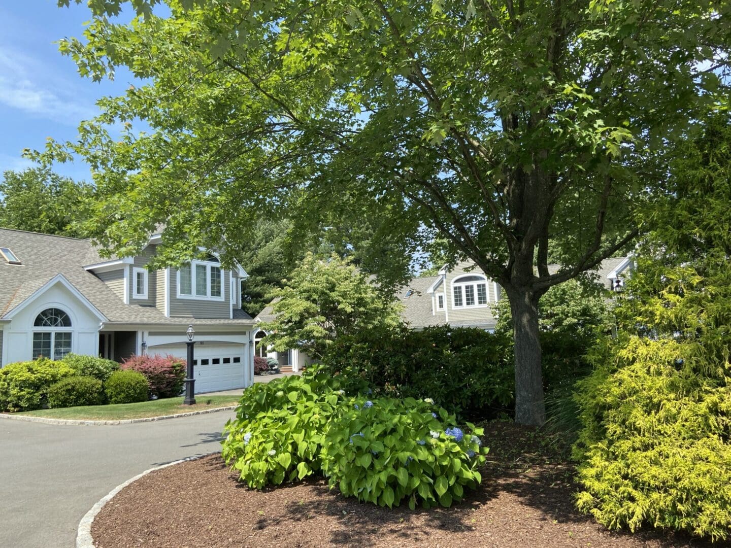 A tree shades a suburban home with a driveway.