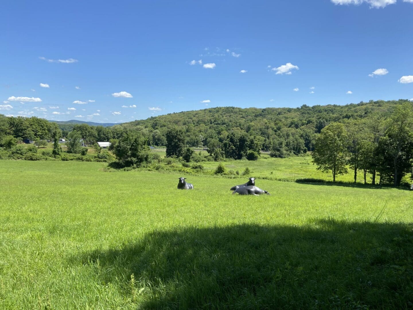 Two black cows in a grassy field.