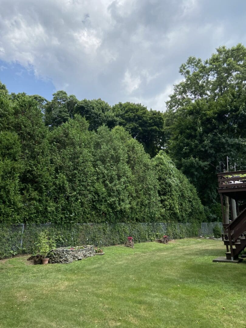 Green hedge and lawn with a deck.